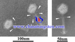 โพแทสเซียม phosphotungstate ทางลบภาพการย้อมสี